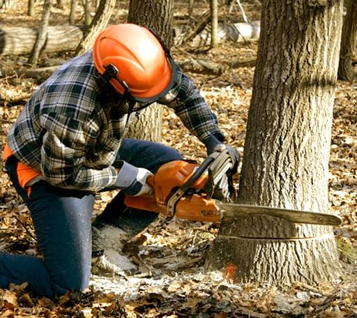 Tree Removal in Woodsboro, TX